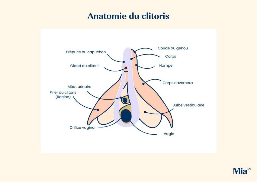 67f7f21b6cf942d350efb9fa_Anatomie-du-clitoris_page-0001-scaled