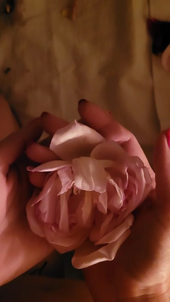 Rosa entre las manos